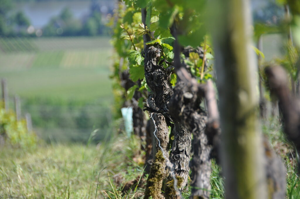 Weinbergszeile des Weingut Martin Kleins - Handarbeit statt Fließband
