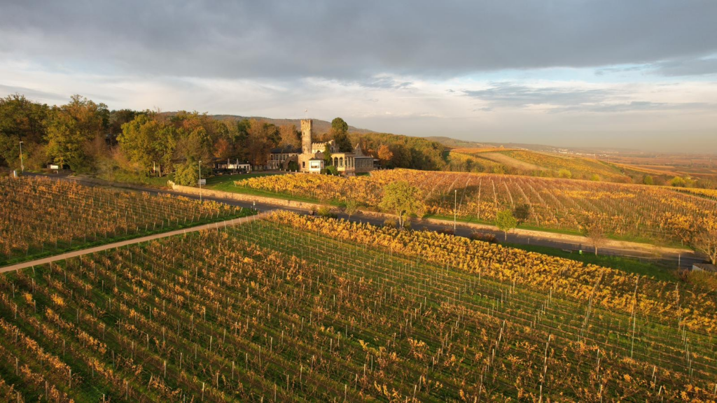 Weingut Martin Klein in Johannisberg – Weinberg im Rheingau