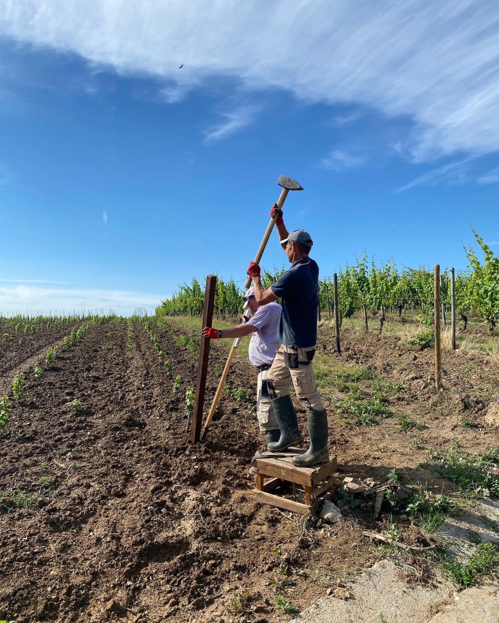 Feldarbeit im Weinberg in Johannisberg mit Riesling-Reben des Weinguts Martin Klein